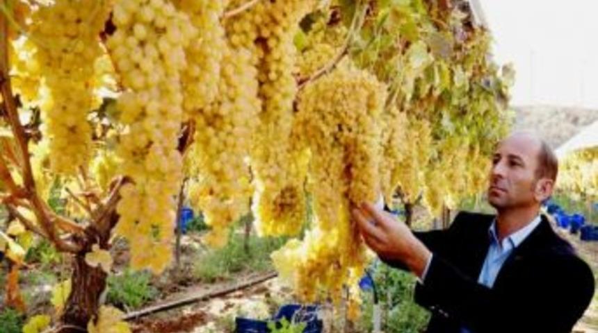 Sarıg&ouml;ll&uuml; &Uuml;retici, &Uuml;z&uuml;m&uuml;n&uuml; Rekor Fiyattan Sattı