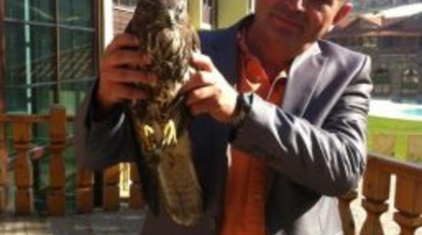 Tedavi Edilen Şahin Doğaya Bırakıldı