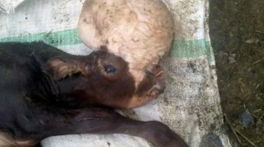 Beyni Su Toplamış Buzağı Şok Etti