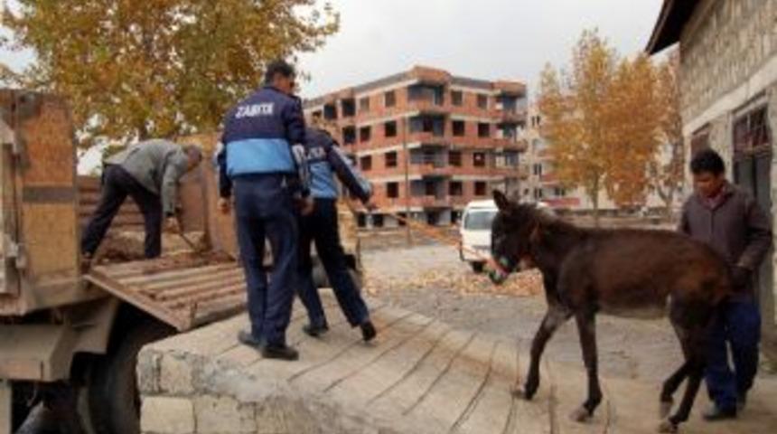 G&ouml;lbaşı Belediyesi Sahipsiz Hayvanları Topluyor