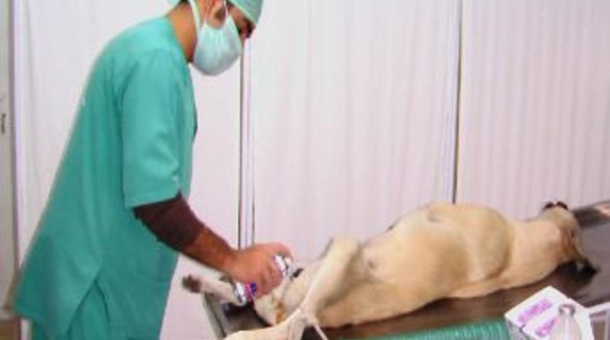 Alaşehir'de Sokak Hayvanları İ&ccedil;in Barınak A&ccedil;ıldı