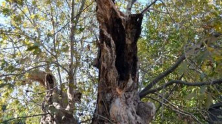 Dat&ccedil;a&rsquo;da Facia Ucuz Atlatıldı