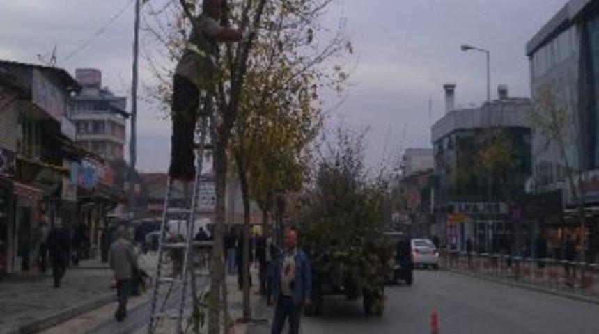 D&uuml;zce Belediyesi'nden Ağa&ccedil;lara Kış Bakımı