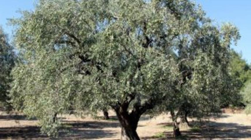 Zeytinci Yol Haritasını &Ccedil;izecek