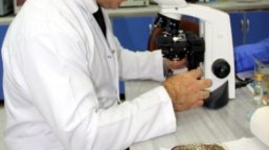 Rize'de Atmaca &Ouml;l&uuml;mleri Dikkat &Ccedil;ekiyor