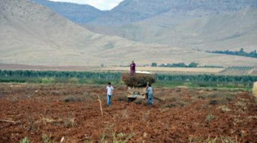 Kızıltepe'de Pamuk Çalıları Yakacak Olarak Kullanılıyor
