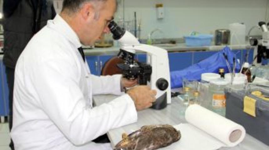 Rize&rsquo;de Atmaca &Ouml;l&uuml;mleri Hızla Artıyor