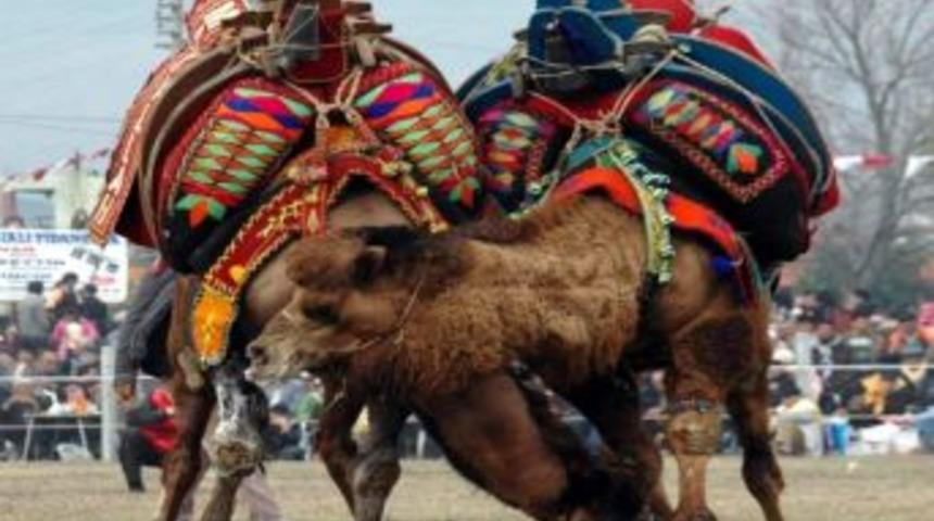 Şampiyon Develer Arenaya İniyor