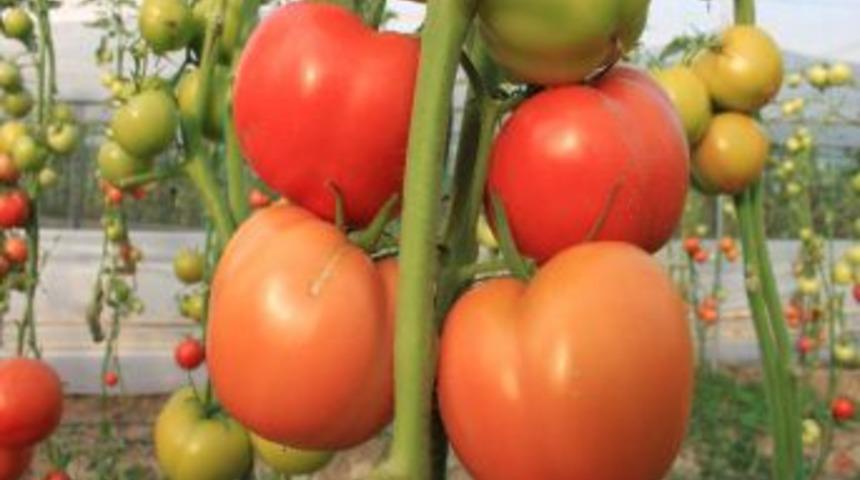 Domates &Uuml;reticisi Sıkıntılı