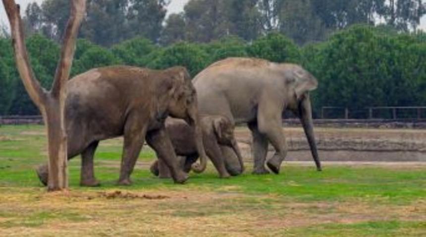 Yavru Fil İzmir, Babasıyla Bir Araya Geldi