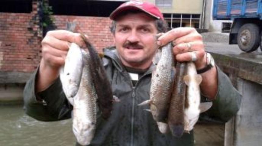 Rize&rsquo;de Toplu Balık &Ouml;l&uuml;mleri