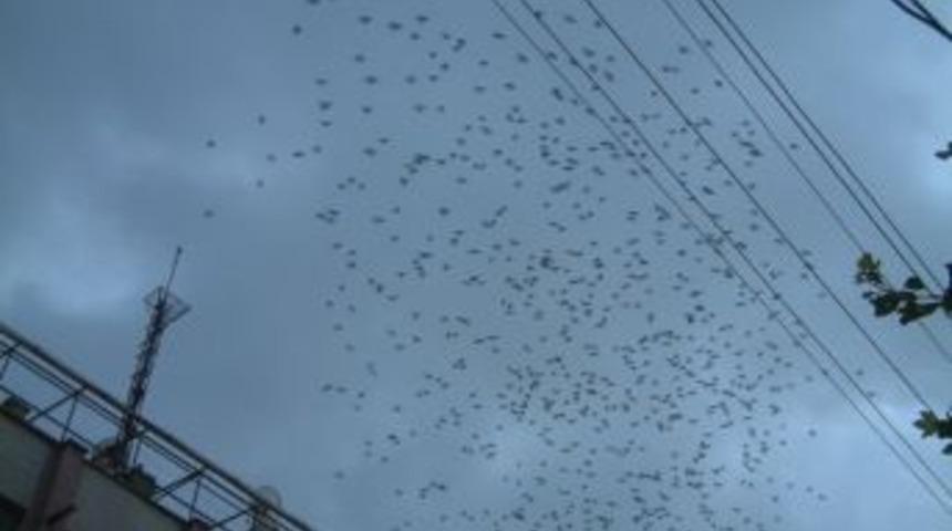 Burhaniye'de Kargaların Dansı B&uuml;y&uuml;l&uuml;yor