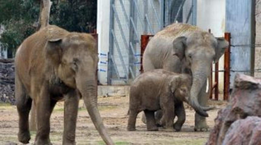İşte Şimdi Aile Oldular