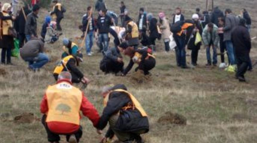 Gemerek'te Tohumlar Fidana, Fidanlar Ağaca D&ouml;necek