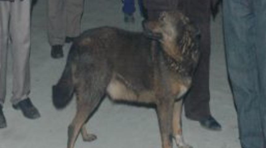 Alev Alev Yanan D&uuml;kkanda Mahsur Kalan K&ouml;peği, Itfaiye Kurtardı