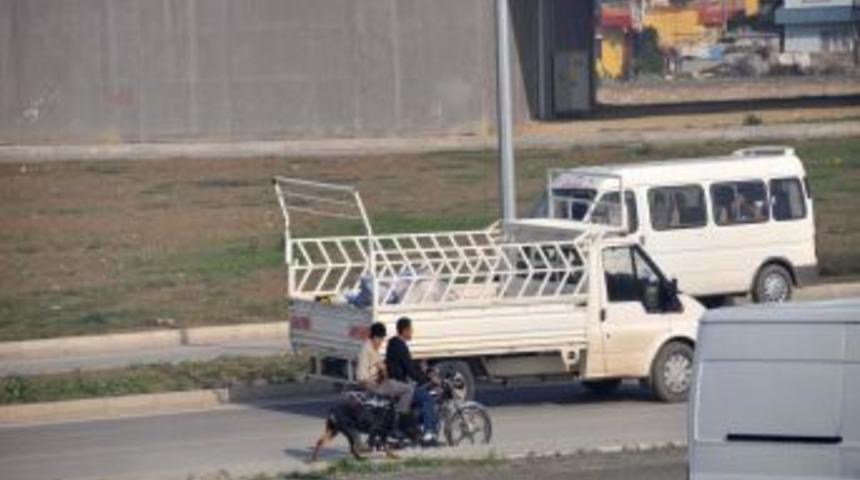 Pitbull Cinsi K&ouml;peği Motosikletle S&uuml;r&uuml;klediler