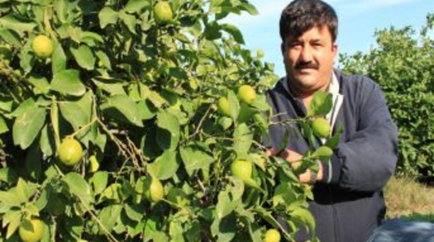 Limonun Kilosu 1 Lira Oldu, &Uuml;reticinin Y&uuml;z&uuml; G&uuml;ld&uuml;