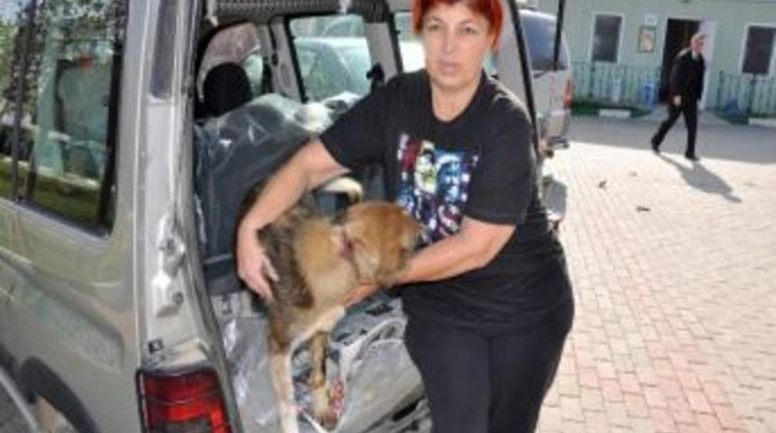 Boynuna İp Bağlanarak Yaralanan Sokak K&ouml;peği Tedavi Altında