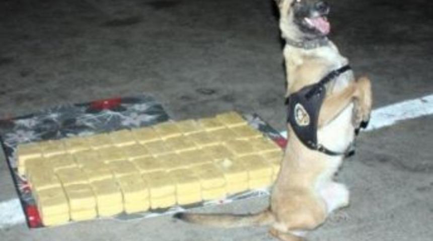 Narkotik K&ouml;peği &ldquo;ırmak&rdquo; Uyuşturucuya Ge&ccedil;it Vermedi