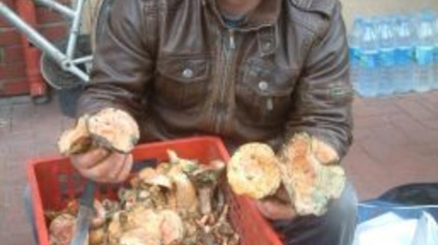 Dağlardaki Mantarın Bolluğu Ge&ccedil;im Kaynağı Oldu