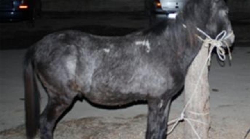 &Ccedil;aldığı Atla Birlikte Yakalandı