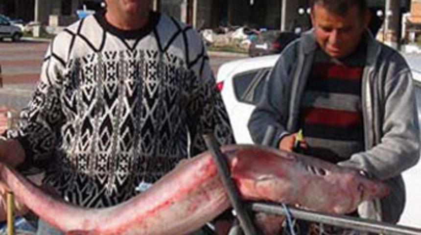 Levrek ağına k&ouml;pek balığı takıldı