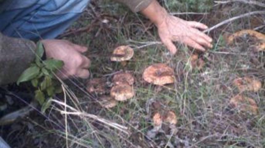 Dursunbey'de Melki Mantarının Mevsimi Geldi