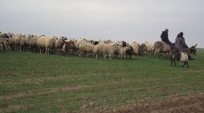 Kulu&rsquo;da Ekili Alanlarda Koyun Otlatan &Ccedil;obanlara Ceza