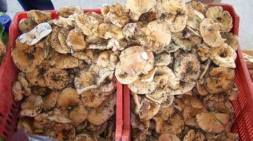 Melki Mantarı Ge&ccedil;im Kaynağı Oldu