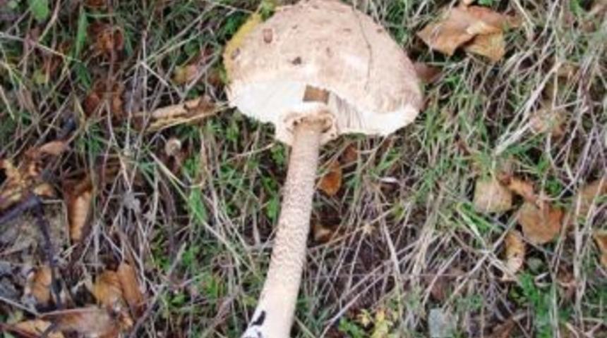 Sakarya, Kocaeli Ve Bursa&rsquo;nın Mantarlarını Araştıracaklar