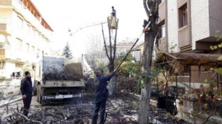 Yenimahalle'de Budanan Ağa&ccedil;lar Ihtiya&ccedil; Sahiplerine Yakacak Oldu