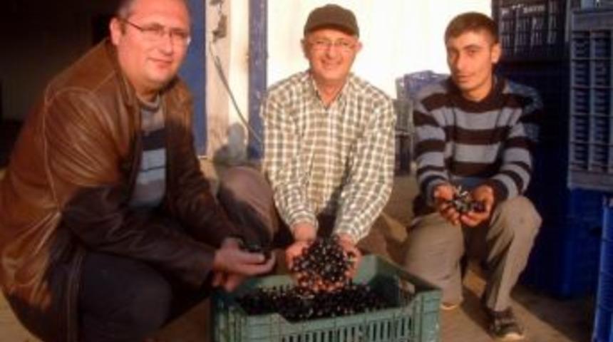 Burhaniye Tariş'de Yeşil Zeytin Alımına Başlandı