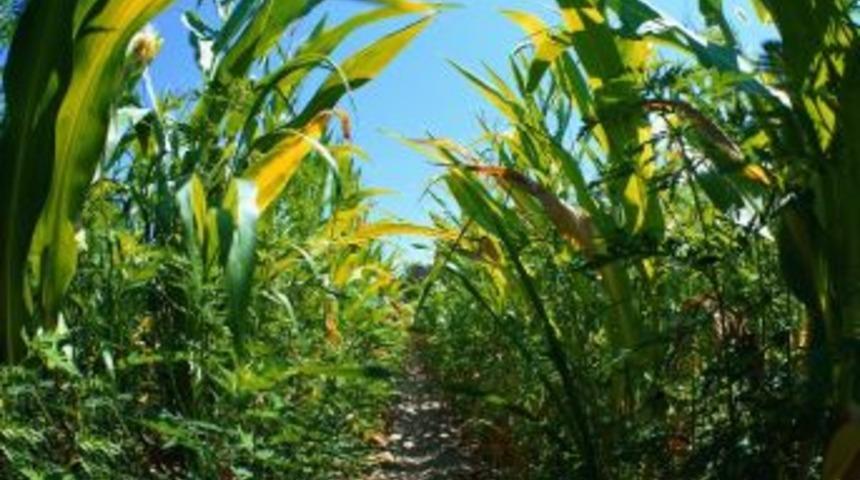 Sakaryalı &Uuml;reticilerin Dane Mısır Desteklemeleri Hesaplarına Yatırıldı