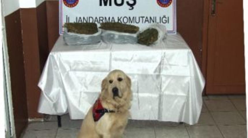 Muş&rsquo;ta Uyuşturucu Operasyonu