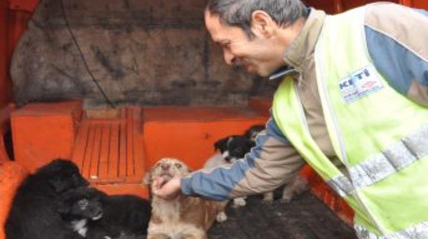Otoyolda &Ouml;l&uuml;me Terk Edilen Yavru K&ouml;pekleri, Karayolları G&ouml;revlileri Kurtardı
