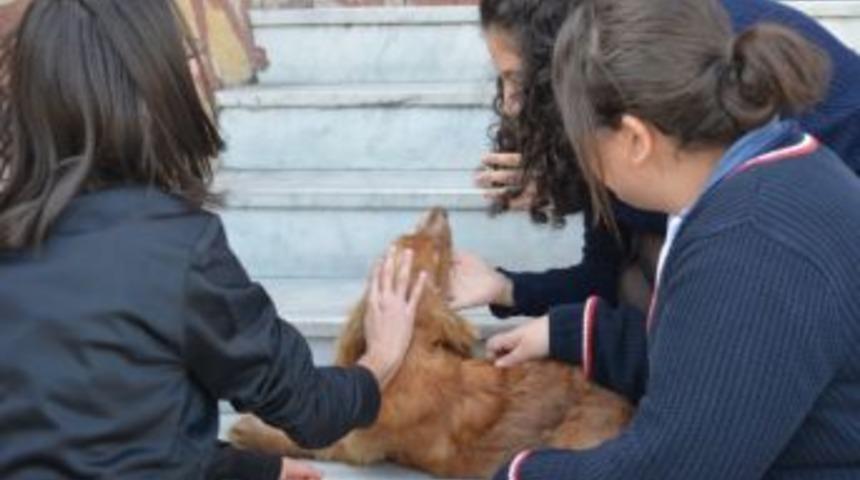 S&ouml;keli &Ouml;ğrencilerin Hayvan Sevgisi