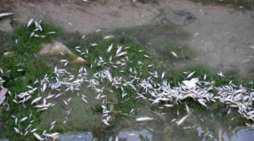 Sulama Kanalına Zehir D&ouml;k&uuml;ld&uuml; Balıklar &Ouml;ld&uuml; Iddiası