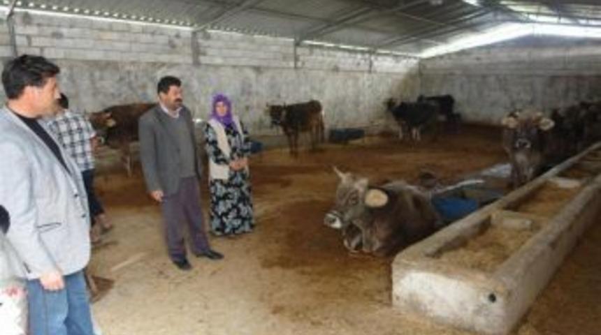 Urfa'da 3 g&uuml;nde 40 hayvan telef oldu