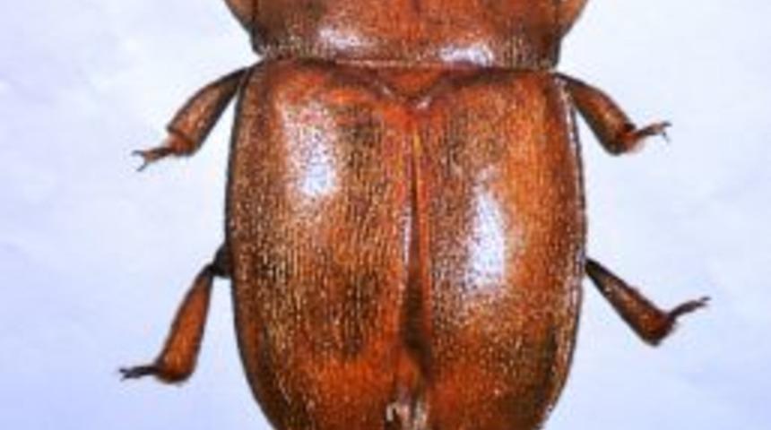 Toros Dağları'nın Zirvesinde Yaşayan Yeni Bir B&ouml;cek T&uuml;r&uuml; Keşfedildi