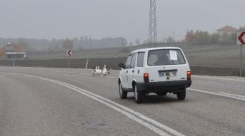Kazlar, Trafiği Tehlikeye Sokuyor