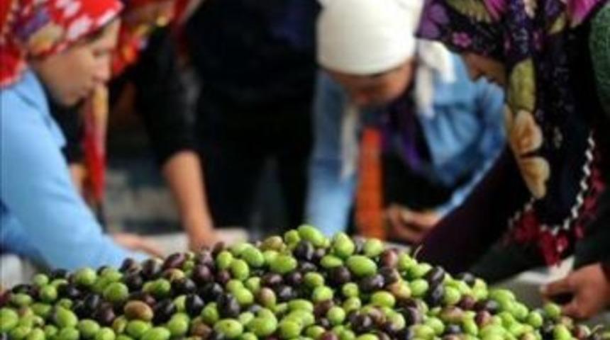 &Ccedil;anakkale&rsquo;de Zeytin Verimi Değerlendirmesi