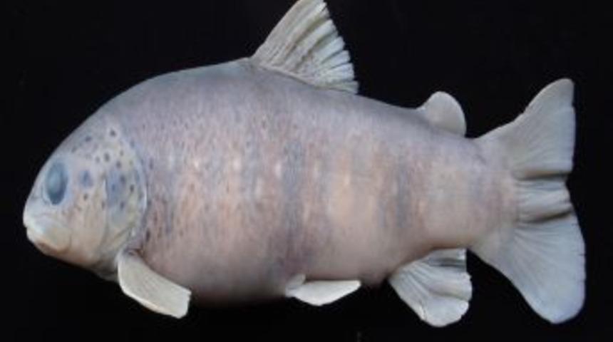RTE&Uuml;&rsquo;de 4 Yeni Balık T&uuml;r&uuml; Keşfedildi