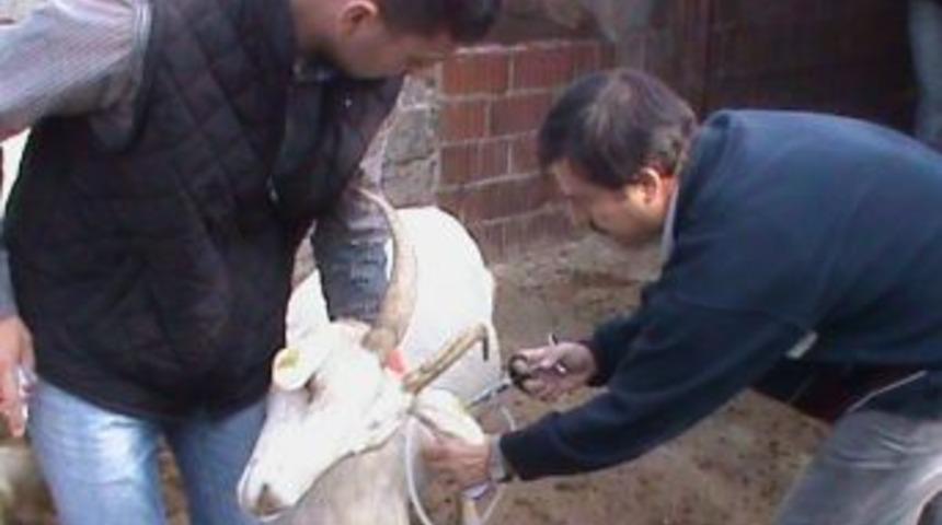 Burhaniye&rsquo;de 24 Bin Koyun Ve Ke&ccedil;i Aşılandı