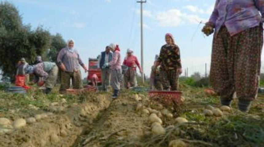 &Ouml;demiş'te Yılın Ikinci Patates Hasadı Yapılıyor