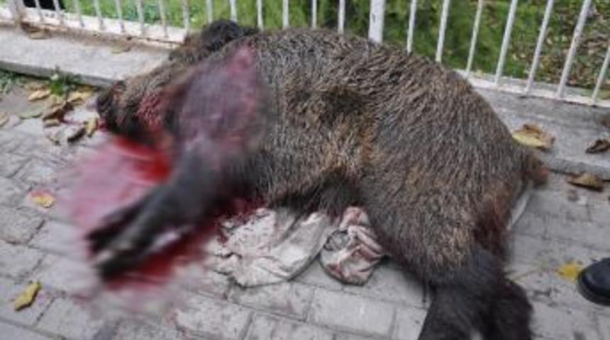 Halk Pazarında Yaban Domuz Paniği