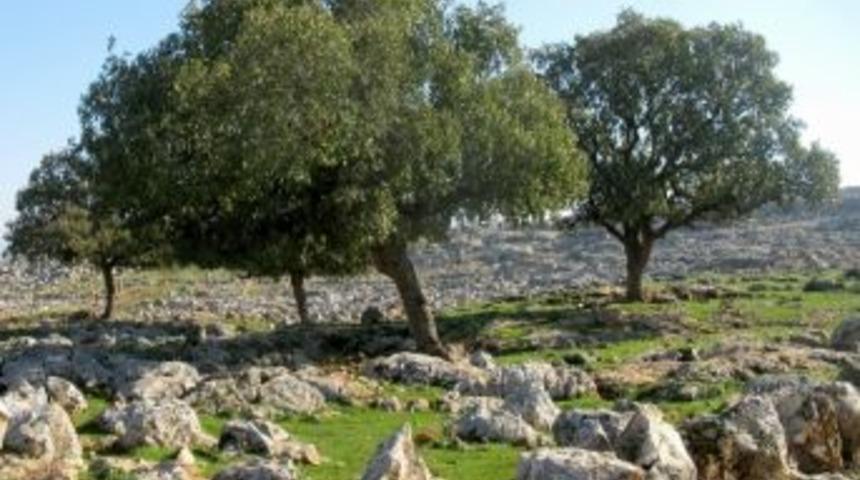 Gayber Ziyareti &Ccedil;evresindeki Tarihi Ağa&ccedil;lar Korunmayı Bekliyor