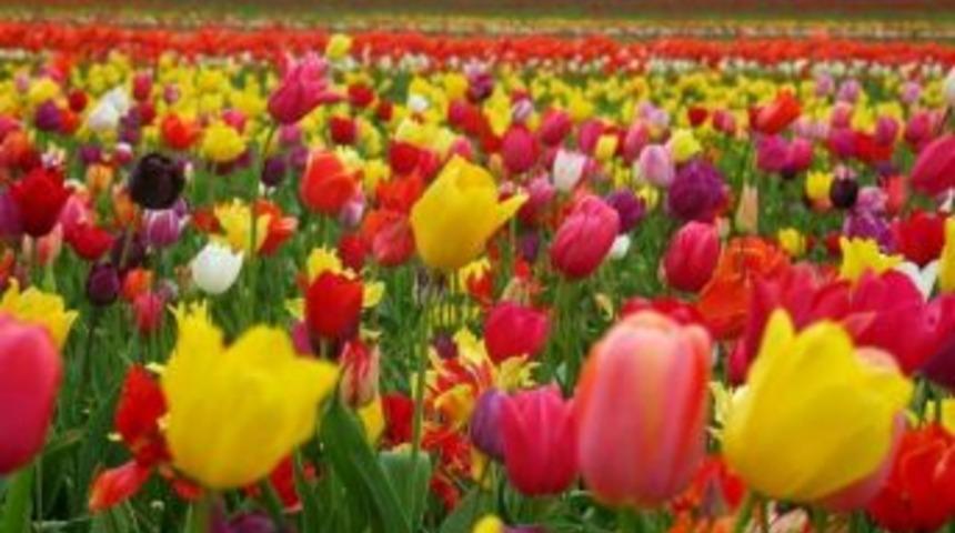 İskilip Kaymakamlığı 10 Bin Lale Dikecek