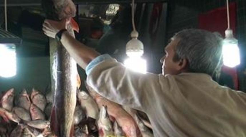 Simavlı Balık&ccedil;ı Turnayı G&ouml;z&uuml;nden Vurdu