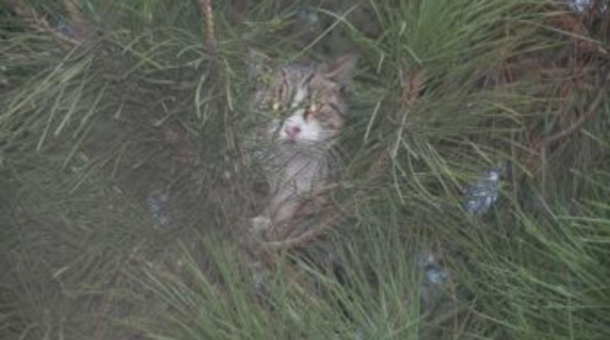 Ağa&ccedil;ta Mahsur Kalan Kedinin İmdadına İtfaiye Koştu