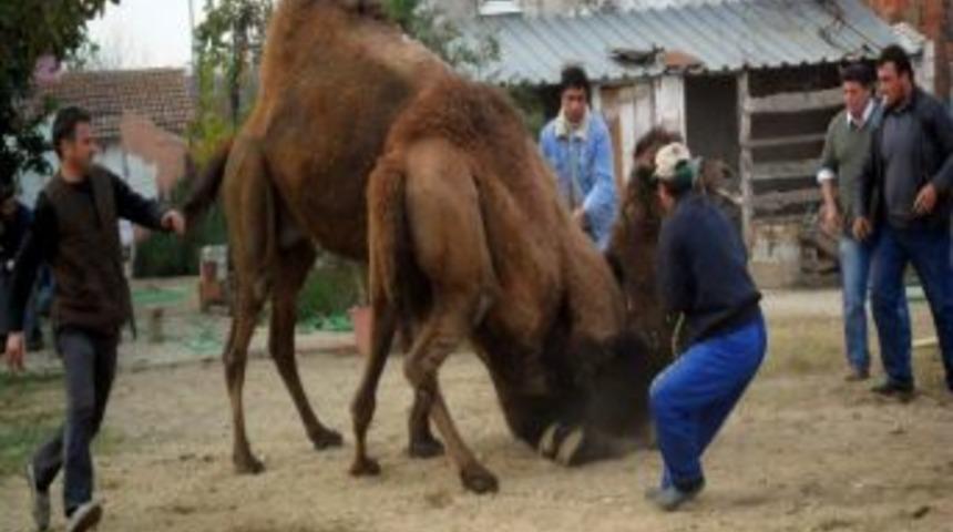 Deve G&uuml;reşi Heyecanı Hafta İ&ccedil;i Daylaklarla Devam Ediyor